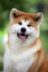 Akita-inu dog. Portrait. Summer forest.