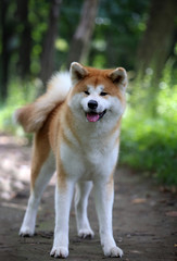 Akita-inu dog. Portrait. Summer forest.