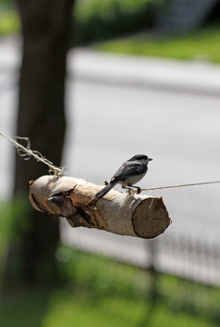 m&eacute;sange &agrave; t&ecirc;te noire