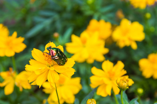 Bettle on the yellow flowers