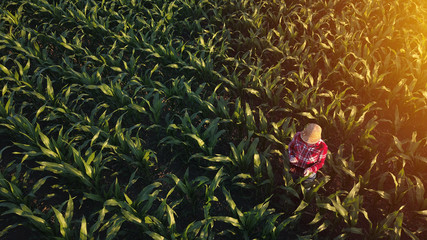 Aerial view of female farmer with tablet in corn field
