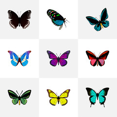 Fototapeta na wymiar Realistic Demophoon, Bluewing, Spicebush And Other Vector Elements. Set Of Moth Realistic Symbols Also Includes Red, Black, Sky Objects.