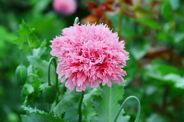 Crédence de cuisine en verre imprimé Coquelicots Opium poppy flower. Feathered, fringed Papaver somniferum (Laciniatum Group)