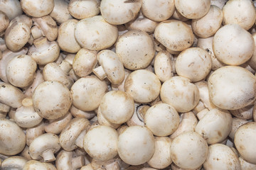 Organic champignon mushroom on farmers market
