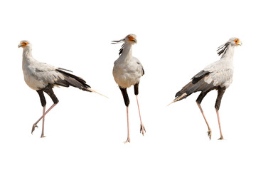 Set of theee secretary birds, isolated on white background - obrazy, fototapety, plakaty