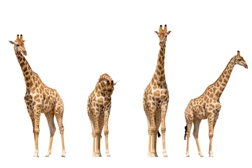 Foto op Plexiglas Set of four giraffe portraits, isolated on white background © Friedemeier
