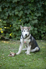 Malamute puppy sitting on the grass