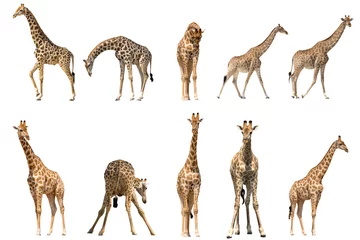 Foto op Plexiglas Set van tien giraffe portretten, geïsoleerd op een witte achtergrond © Friedemeier