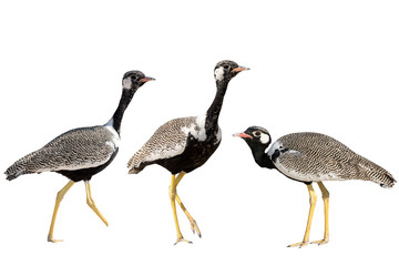 Set of three Northern Black Korhaan standing isolated on white background
