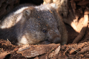 Wombat sleeping under a tree