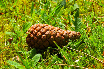 Tannenzapfen