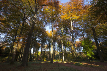 Herbstlandschaft im Rombergpark, Dortmund, Ruhrgebiet, Nordrhein-Westfalen, Deutschland, Europa