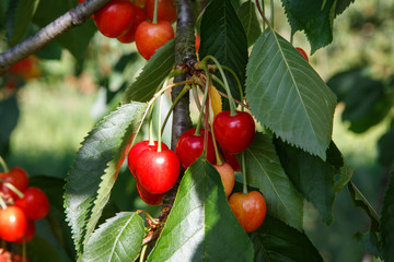 cherries