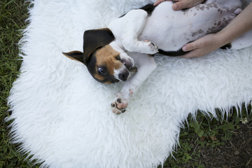 Beagle Puppy Laying on a fur rug in the grass with her belly being rubbed