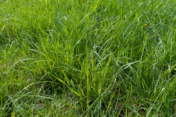 Long lush green grass in bright sunlight