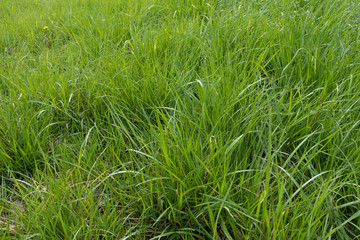 Lots of bright green tall grass in spring