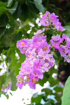 Beautiful bright purple flowers, Lagerstroemia aka. Queen of  flower