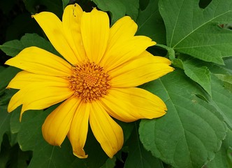 Yellow heliopsis flower in Florida nature, closeup