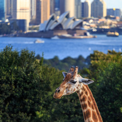 Giraffe in front of sydney opera house