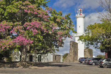 Uruguay - Colonia del Sacramento - Flowering tree of bougainvillea and old lighthouse in the...