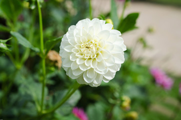 one lovely white dahlia