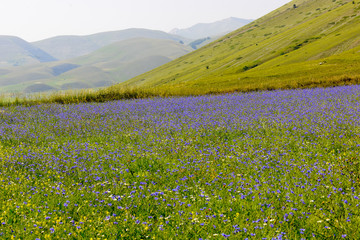 Field of cornflowers in the mountains
