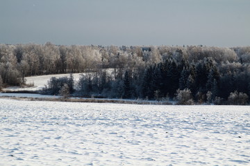 Fototapeta na wymiar Winter, frosty sunny weather, a field covered with snow, on the horizon a coniferous forest. Trees covered with white sparkling snow.