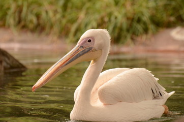 モモイロペリカン