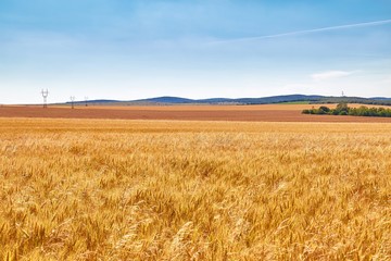 Wheat field detail