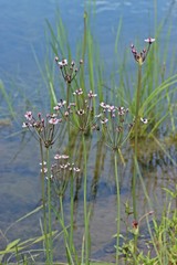 Schwanenblumen (Butomus umbellatus) am Teichufer