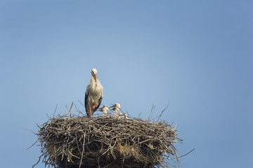 Fototapeta premium Stork with babies in nest