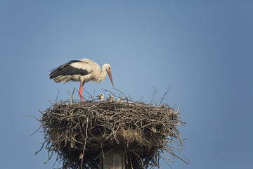 Stork careing for its babies in the nest