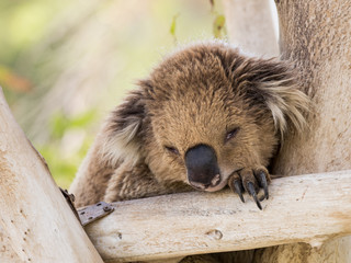 Koala sleeps on felled trees in Gan Guru kangaroo park in Kibutz Nir David, Israel