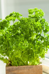 fresh parsley herb in wooden pot on window