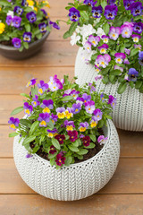 Fototapeta na wymiar beautiful pansy summer flowers in flowerpots in garden