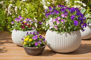 beautiful pansy summer flowers in flowerpots in garden