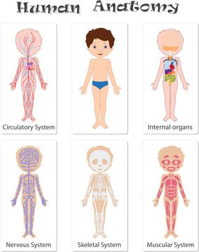 Human anatomy for kids