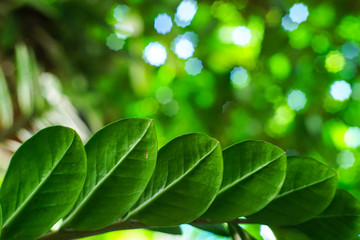Fototapeta na wymiar Green leaf with bokeh background.