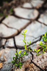 tree growing through crack in pavement. nature