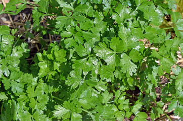 frische Petersilie