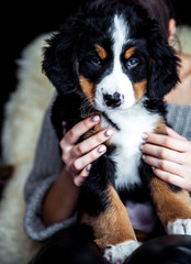 little puppy of bernese mountain dog on hands of fashionable girl with a nice manicure. animals, fashion
