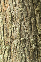 pine tree