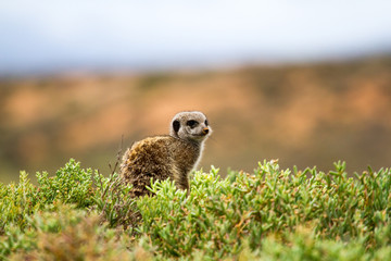 Suricate