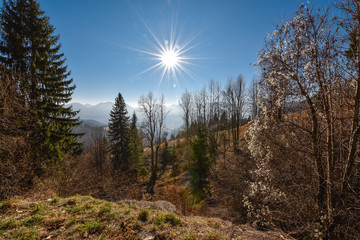 Fototapeta na wymiar Sun shining in a slovenian woods