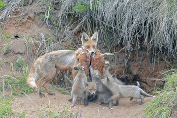 Fox with his brood of cubs