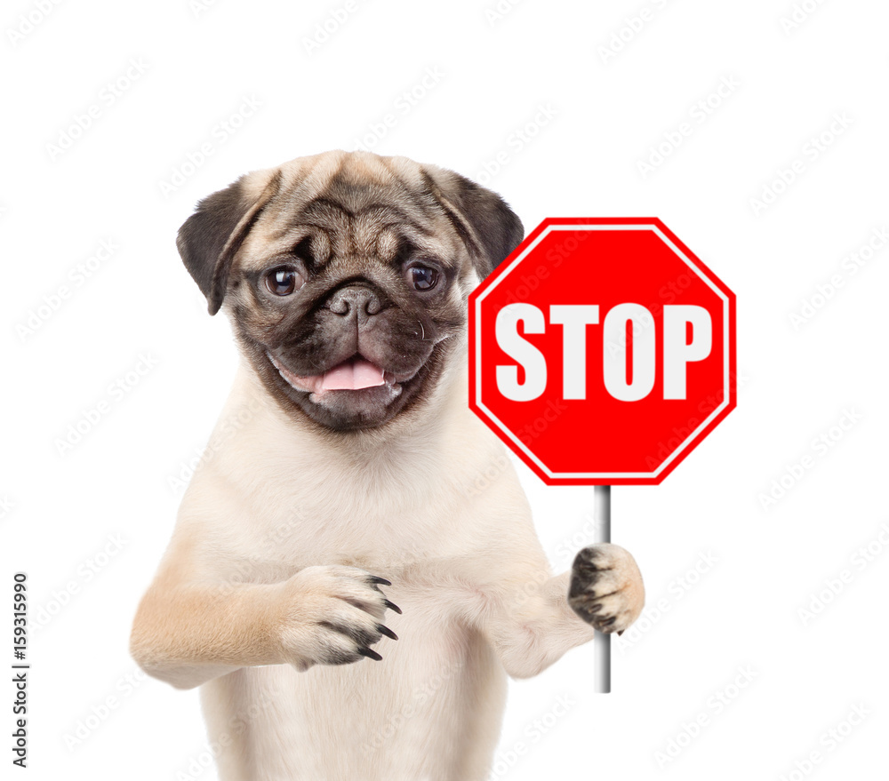 Poster puppy with the 
