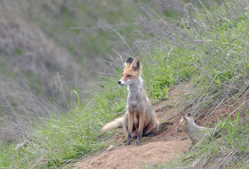 Fototapeta premium Fox with a brood of cubs