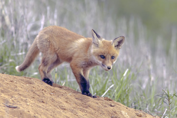 young Fox on the lawn