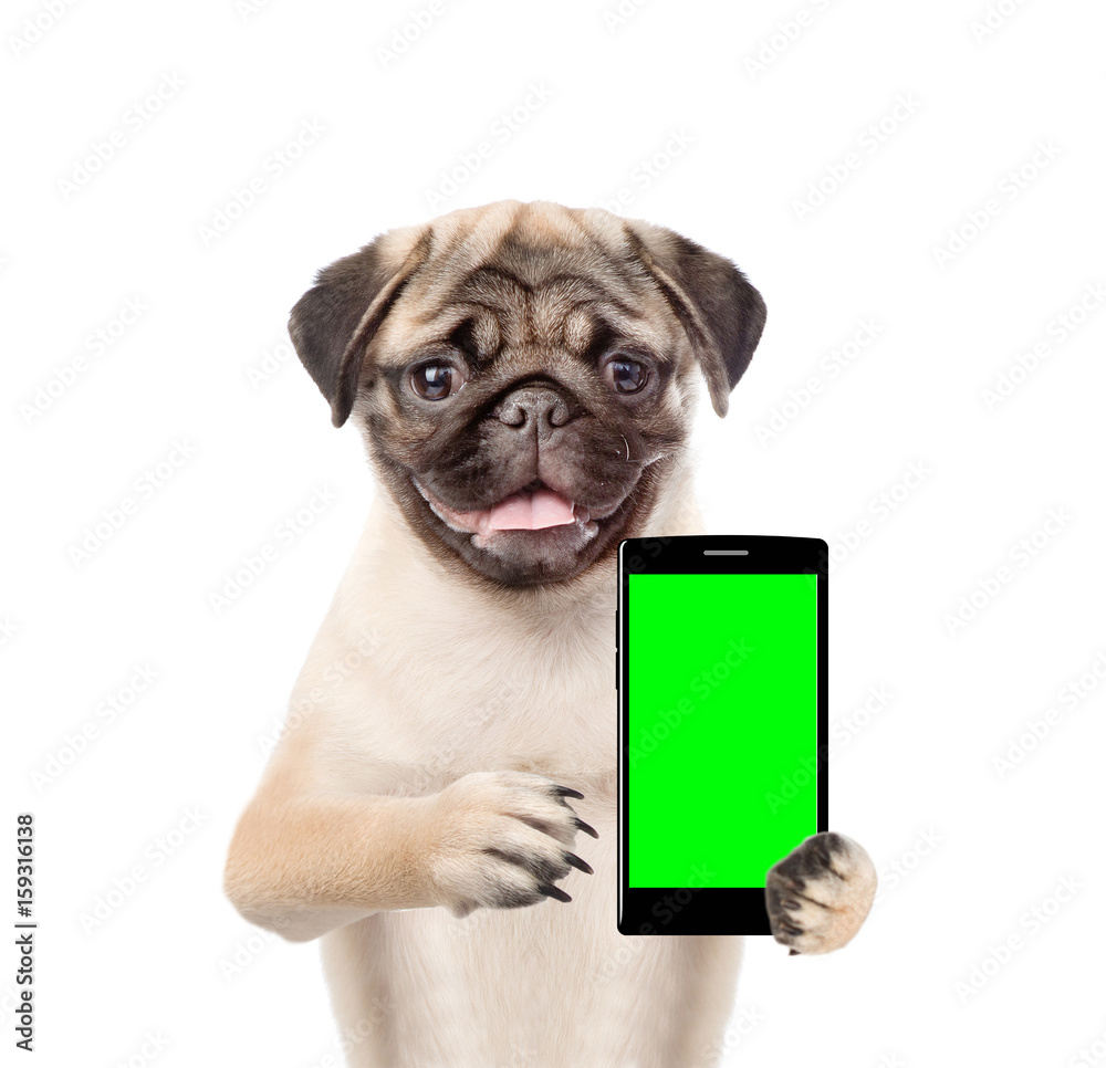 Poster funny puppy with smartphone. isolated on white background
