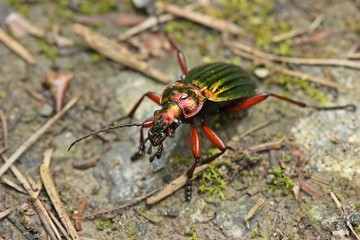 Goldglänzender Laufkäfer (Carabus auronitens)
